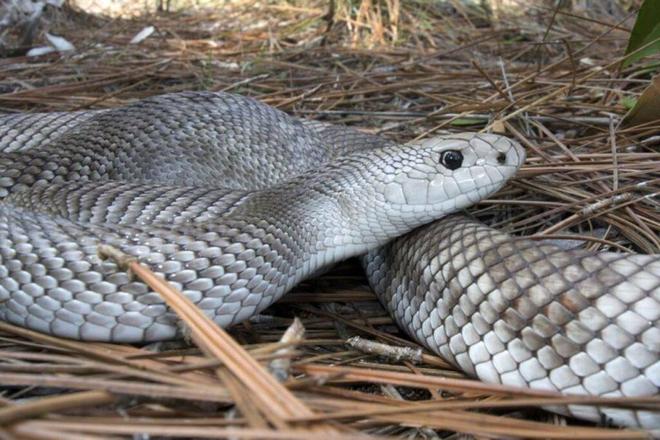 佛罗里达稀有爬行动物濒危宠物爱好者全力救援！(图7)