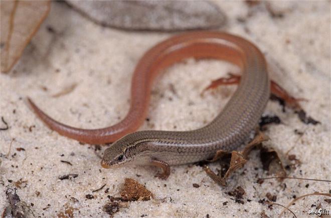 佛罗里达稀有爬行动物濒危宠物爱好者全力救援！(图8)