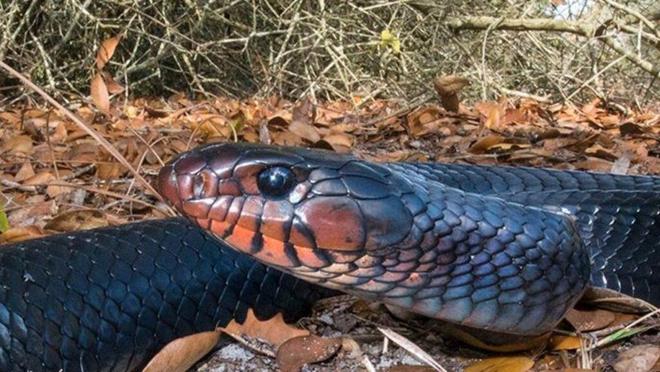 佛罗里达稀有爬行动物濒危宠物爱好者全力救援！(图6)