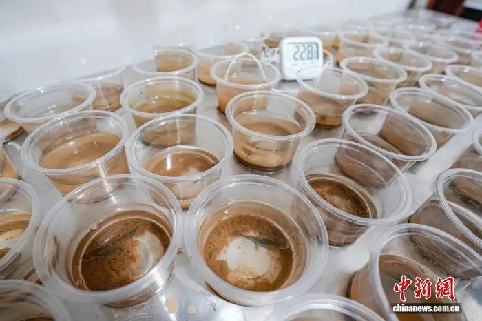 珍稀动物中国小鲵人工辅助繁育项目取得关键进展(图2)