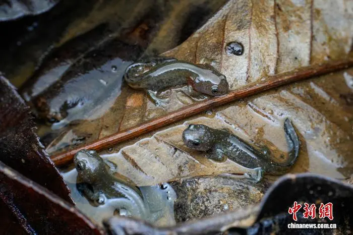 珍稀动物中国小鲵人工辅助繁育项目取得关键进展(图1)