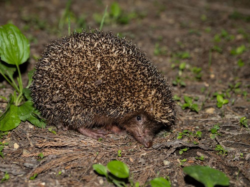 杭州究竟有多少野生动物？这份历时5年调查出的“家底清单”告诉你(图2)