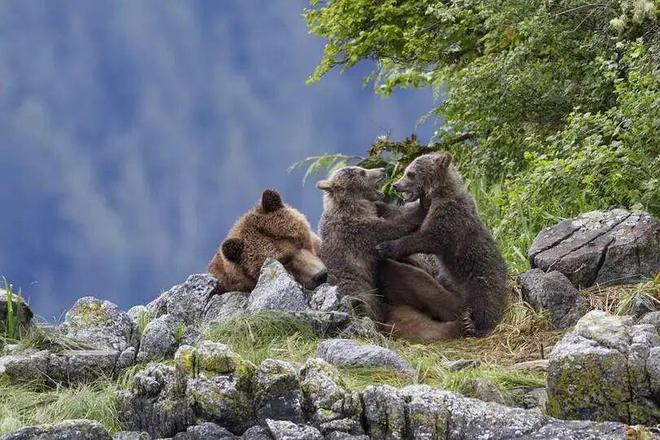 熊、垃圾和观熊者的生态观察(图3)