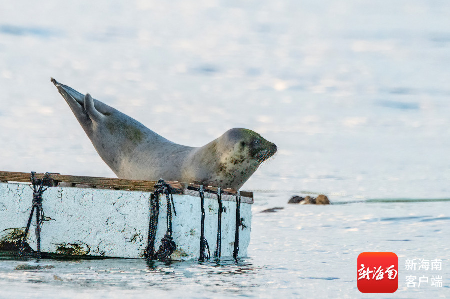 文昌村民跟拍一年 海豹“阿侬”判若两“豹”(图1)