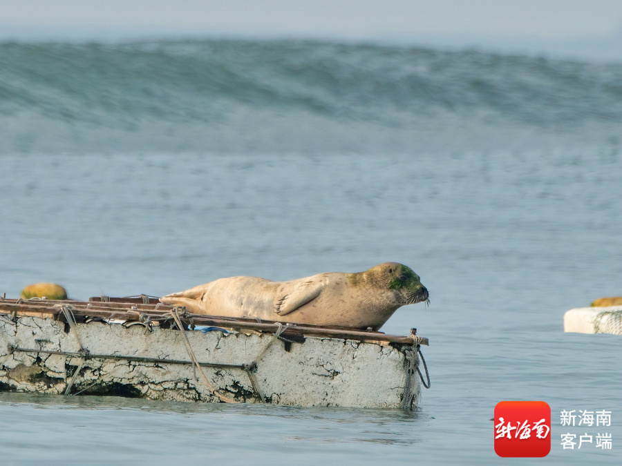 文昌村民跟拍一年 海豹“阿侬”判若两“豹”(图3)