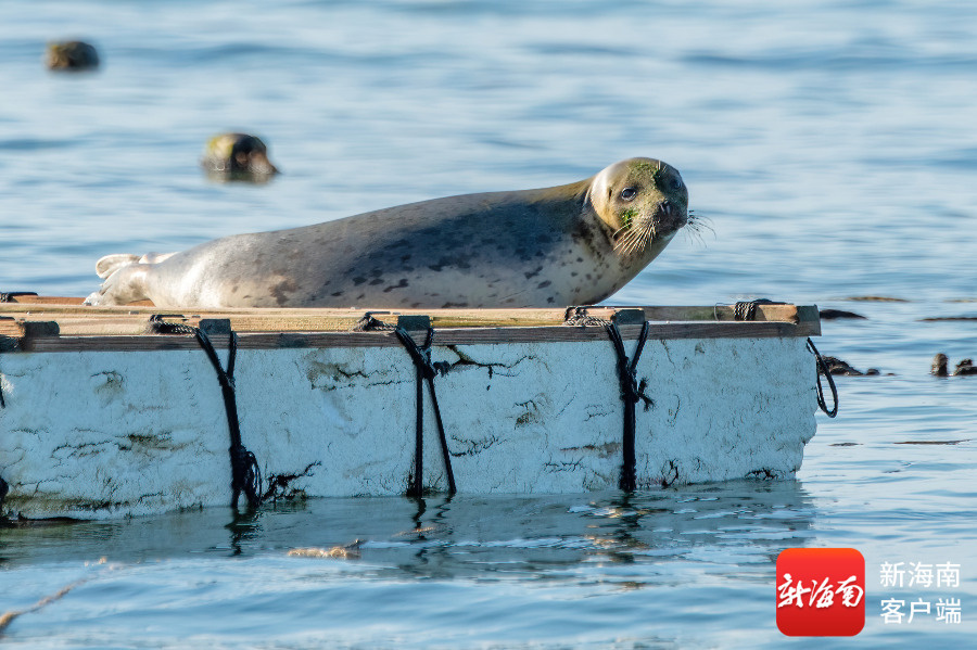 文昌村民跟拍一年 海豹“阿侬”判若两“豹”(图2)