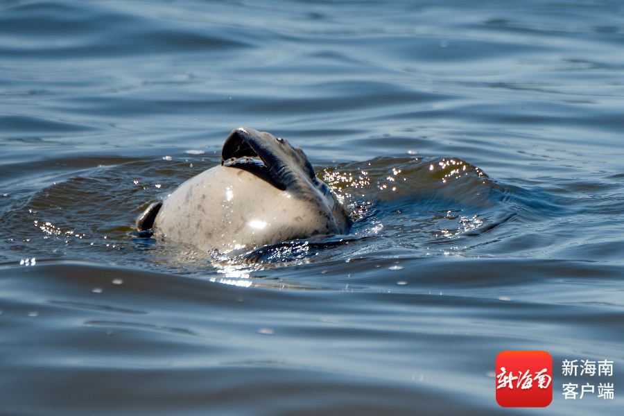 文昌村民跟拍一年 海豹“阿侬”判若两“豹”(图4)