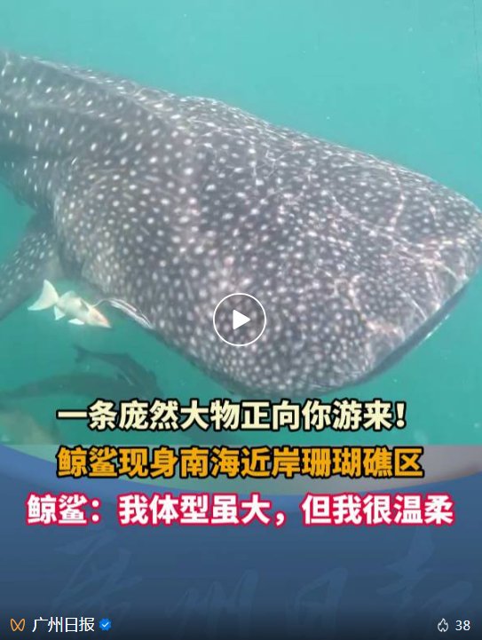 首次观测到！“海洋中的温柔巨兽”鲸鲨现身南海近岸珊瑚礁区(图1)
