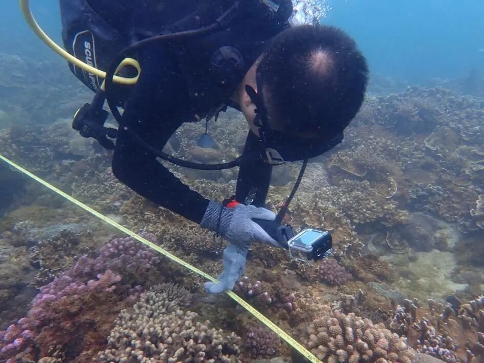 首次观测到！“海洋中的温柔巨兽”鲸鲨现身南海近岸珊瑚礁区(图3)