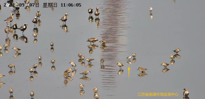 这位“老朋友”又回南通了！(图1)