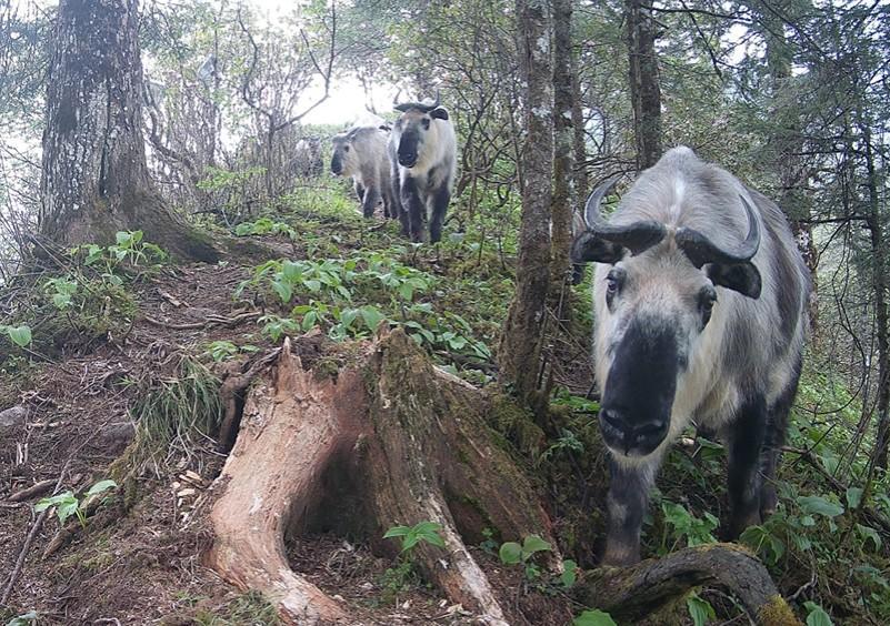 绵竹建“天空地”一体化监测系统 拍到这些野生动物(图2)