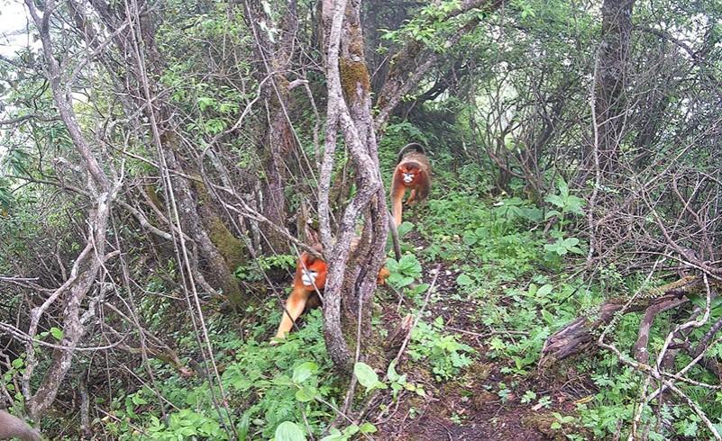 绵竹建“天空地”一体化监测系统 拍到这些野生动物(图3)