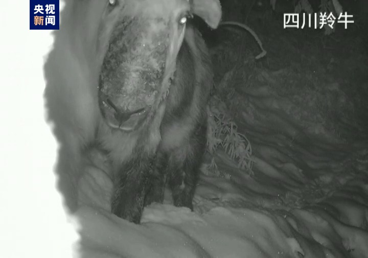 灰叶猴历险记： 云南永德生态修复呈现“人猴共生”(图1)