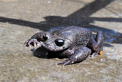 极危物种长江鲟现身洞庭湖不是说野外灭绝了吗？为何仍有发现？(图1)