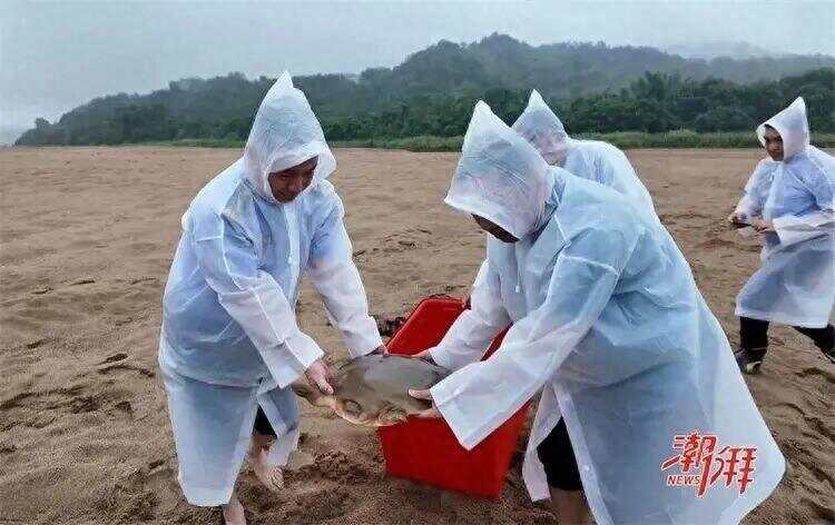 潮州渔民捕到西游记里的“通天河神兽”竟是国家一级保护动物！(图1)