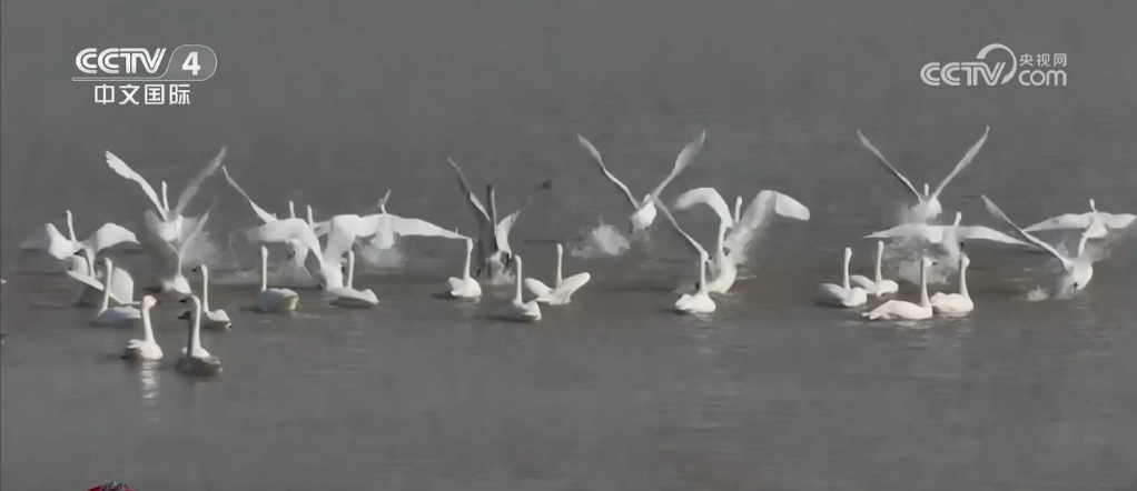 多种珍稀动物“组团出镜”鸟鸣嘤嘤唱响大美河山锦绣乐章(图1)