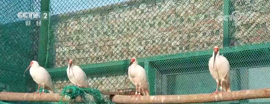 多种珍稀动物“组团出镜”鸟鸣嘤嘤唱响大美河山锦绣乐章(图2)