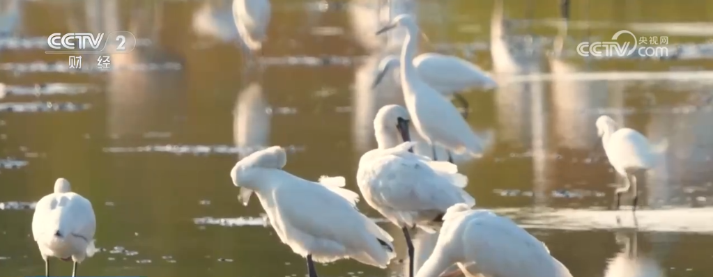 多种珍稀动物“组团出镜”鸟鸣嘤嘤唱响大美河山锦绣乐章(图5)
