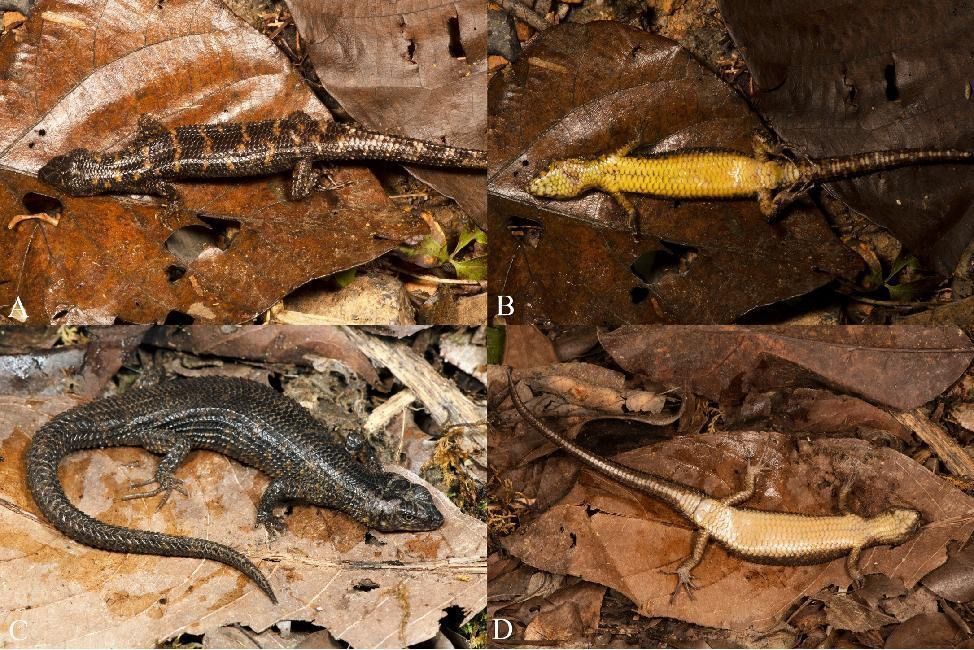 线种上海市新记录物种(图1)