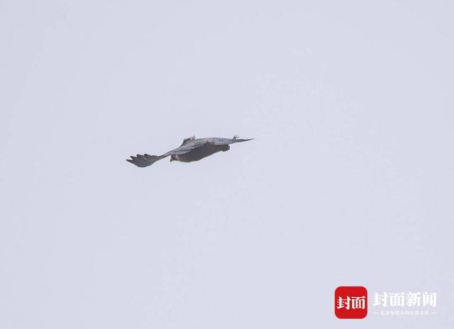 游子总念归乡路 游隼“阳阳”再回蓉获救后第三次在成都越冬｜封面头条(图1)