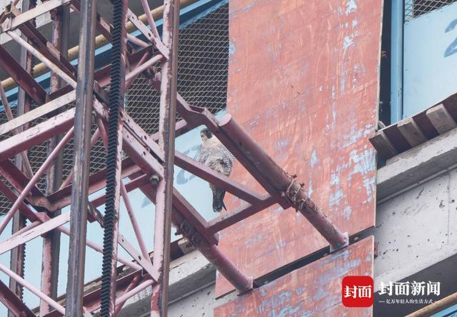 游子总念归乡路 游隼“阳阳”再回蓉获救后第三次在成都越冬｜封面头条(图2)
