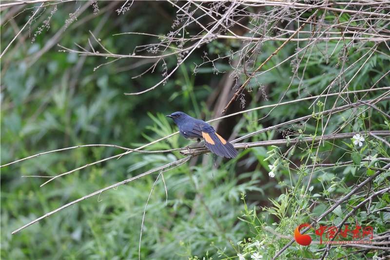 “教科书上的传奇”去世终年91岁 曾17次来到中国(图1)