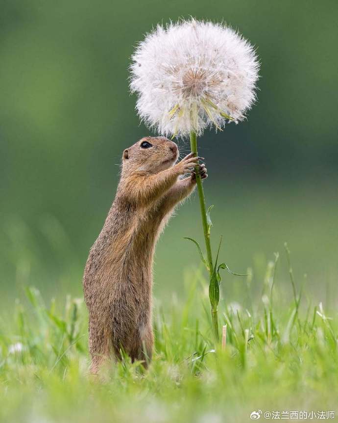 【海南日报】昌江再次监测到国家一级重点保护野生动物彩鹮(图1)