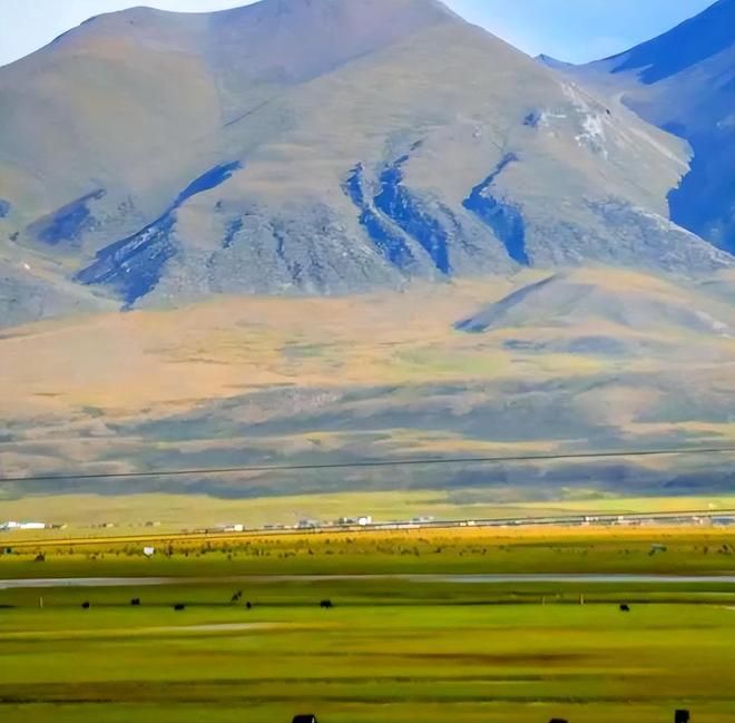 曾被认为已绝种西藏村民70年代捡到1只养大后带十几只回来(图2)