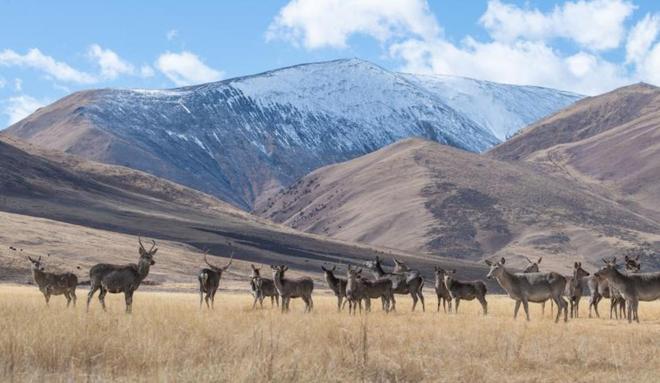 曾被认为已绝种西藏村民70年代捡到1只养大后带十几只回来(图1)