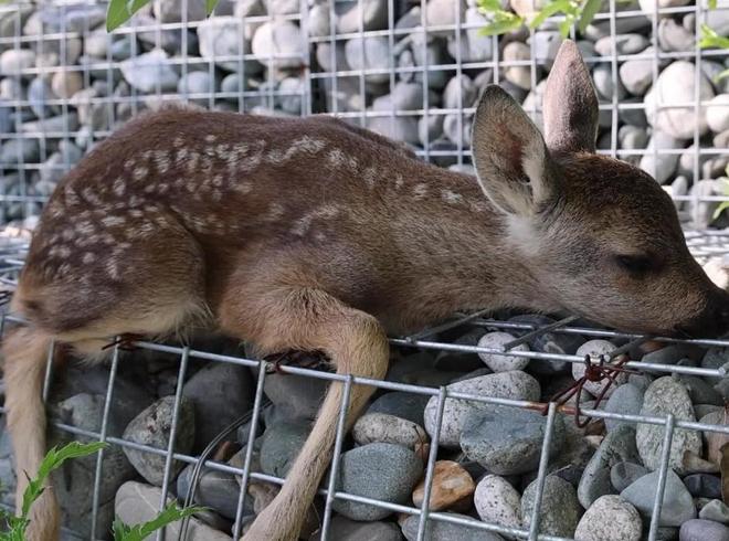 曾被认为已绝种西藏村民70年代捡到1只养大后带十几只回来(图4)