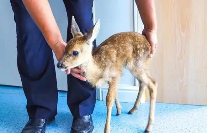 曾被认为已绝种西藏村民70年代捡到1只养大后带十几只回来(图5)