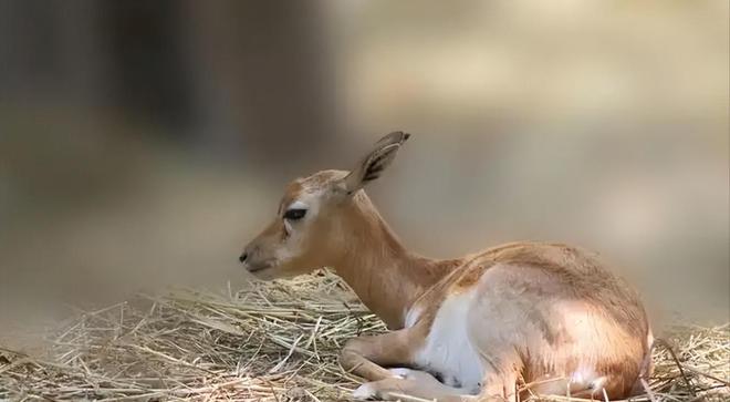 曾被认为已绝种西藏村民70年代捡到1只养大后带十几只回来(图3)