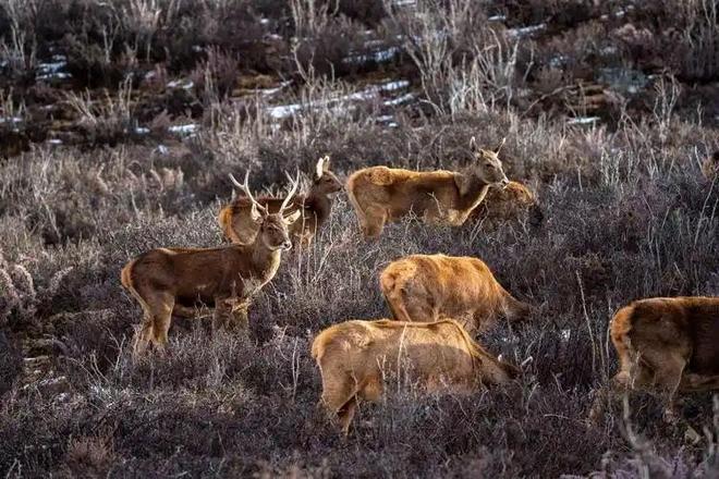 曾被认为已绝种西藏村民70年代捡到1只养大后带十几只回来(图10)