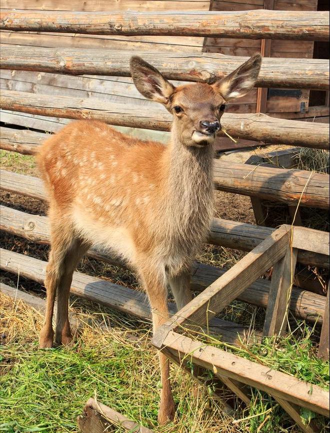 曾被认为已绝种西藏村民70年代捡到1只养大后带十几只回来(图7)