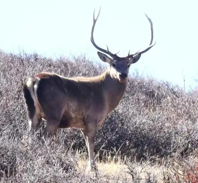曾被认为已绝种西藏村民70年代捡到1只养大后带十几只回来(图8)