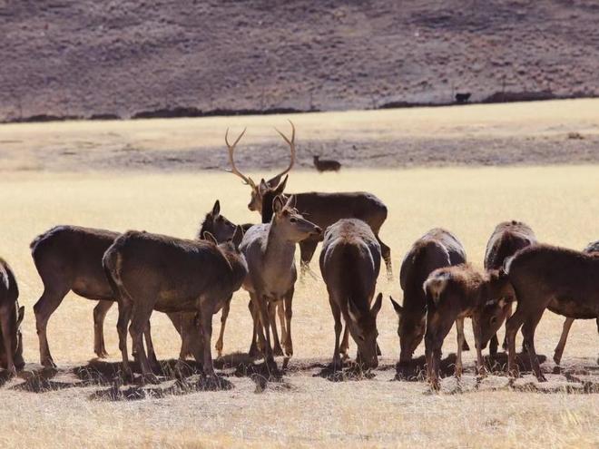 曾被认为已绝种西藏村民70年代捡到1只养大后带十几只回来(图9)