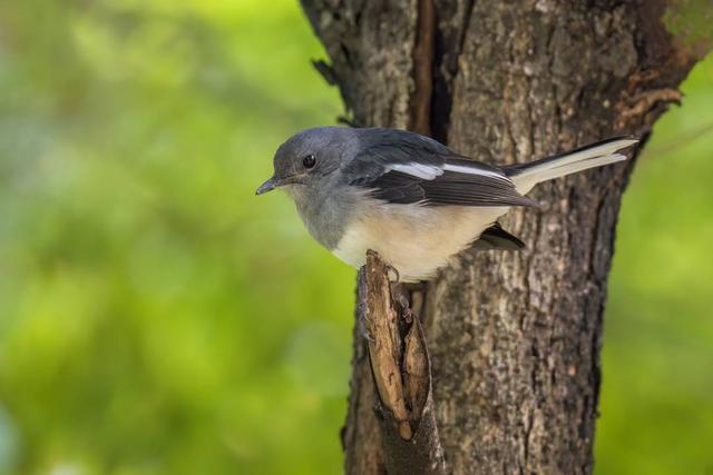 在成都家门口观鸟 127种野生鸟类与我们同处共居(图1)