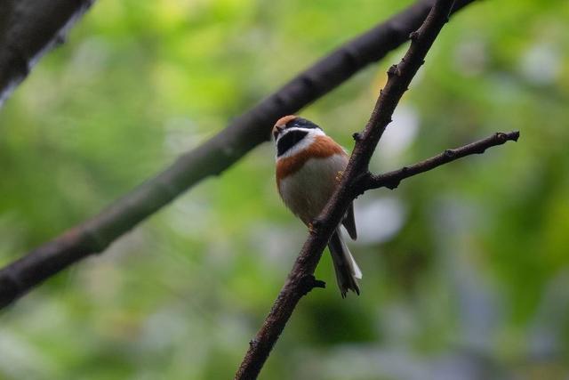 在成都家门口观鸟 127种野生鸟类与我们同处共居(图4)