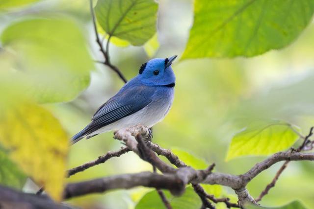 在成都家门口观鸟 127种野生鸟类与我们同处共居(图5)