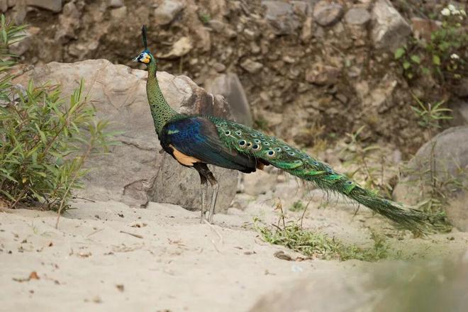 预防性公益诉讼要“下架”？别让绿孔雀案成为“历史”！(图1)