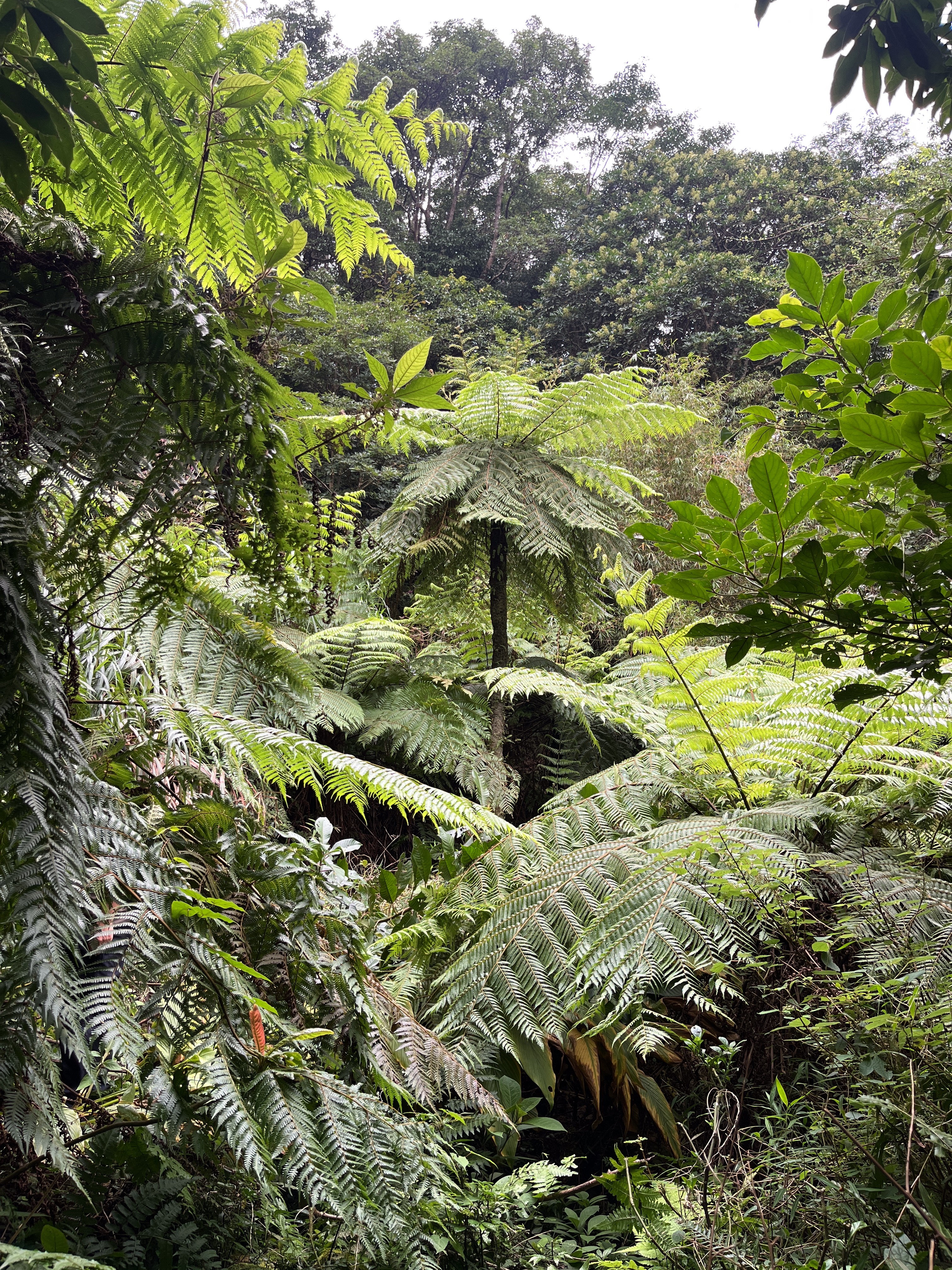 与恐龙同时代！惠东莲花山发现珍稀濒危植物黑桫椤群落(图1)