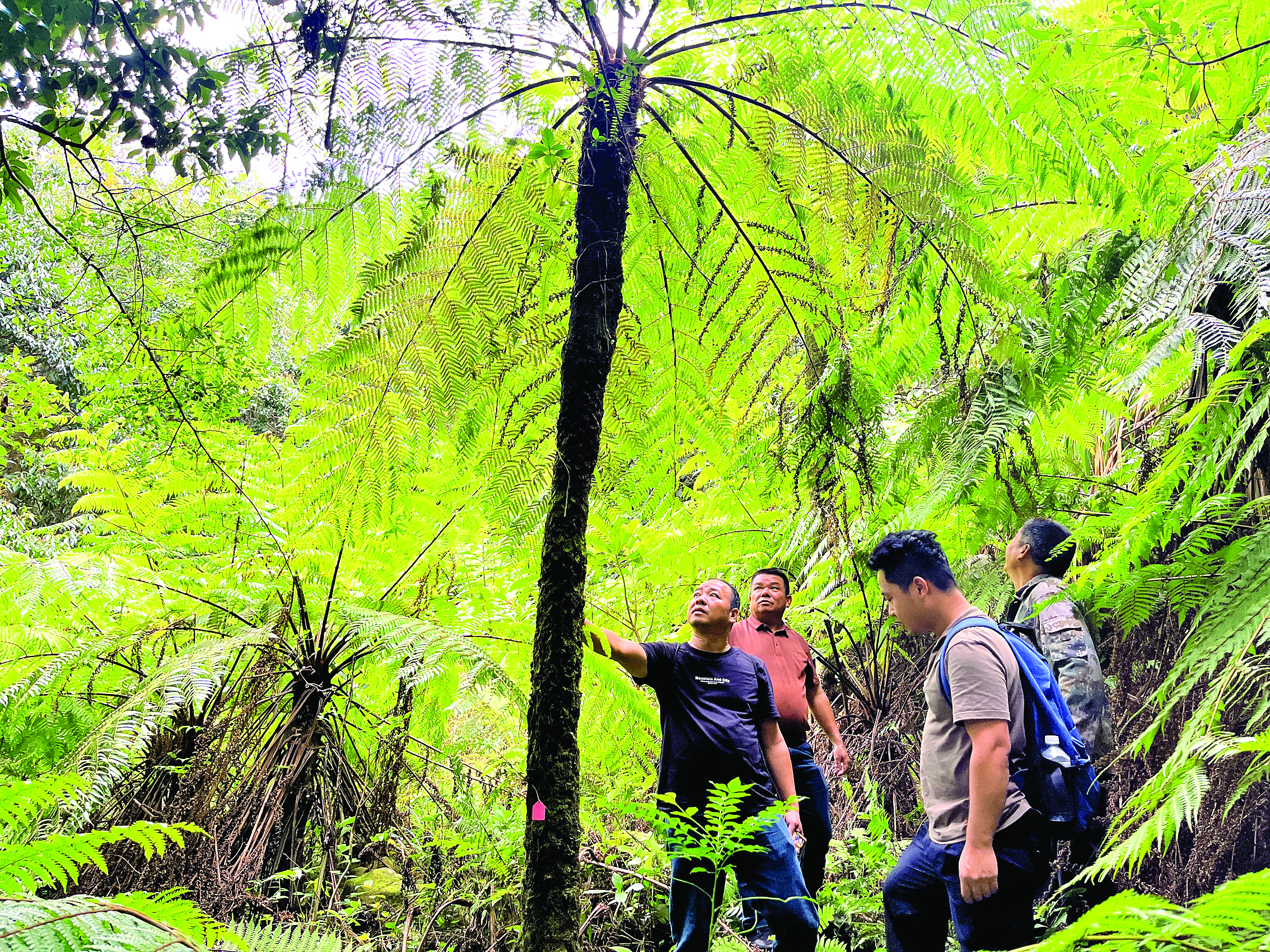 与恐龙同时代！惠东莲花山发现珍稀濒危植物黑桫椤群落(图2)