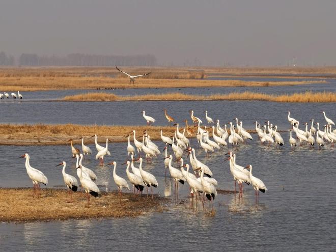 镇赉：三方协同科研巡护 为候鸟南迁保驾护航(图1)