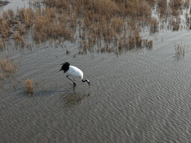 镇赉：三方协同科研巡护 为候鸟南迁保驾护航(图2)
