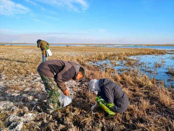 镇赉：三方协同科研巡护 为候鸟南迁保驾护航(图3)