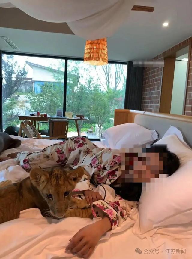 酒店推出幼狮叫醒服务引争议！最新消息(图3)