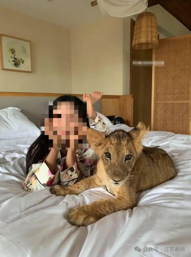 酒店推出幼狮叫醒服务引争议！最新消息(图2)