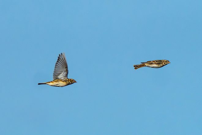 “我可不是什么普通鸭子”(图2)
