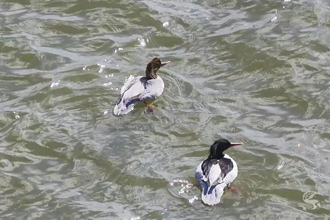 “我可不是什么普通鸭子”(图1)
