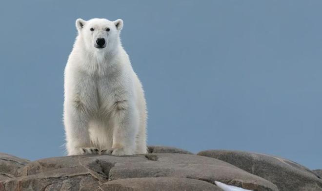 加拿大男子无视警告靠近北极熊只为拍照最终被2头熊围攻致死(图7)